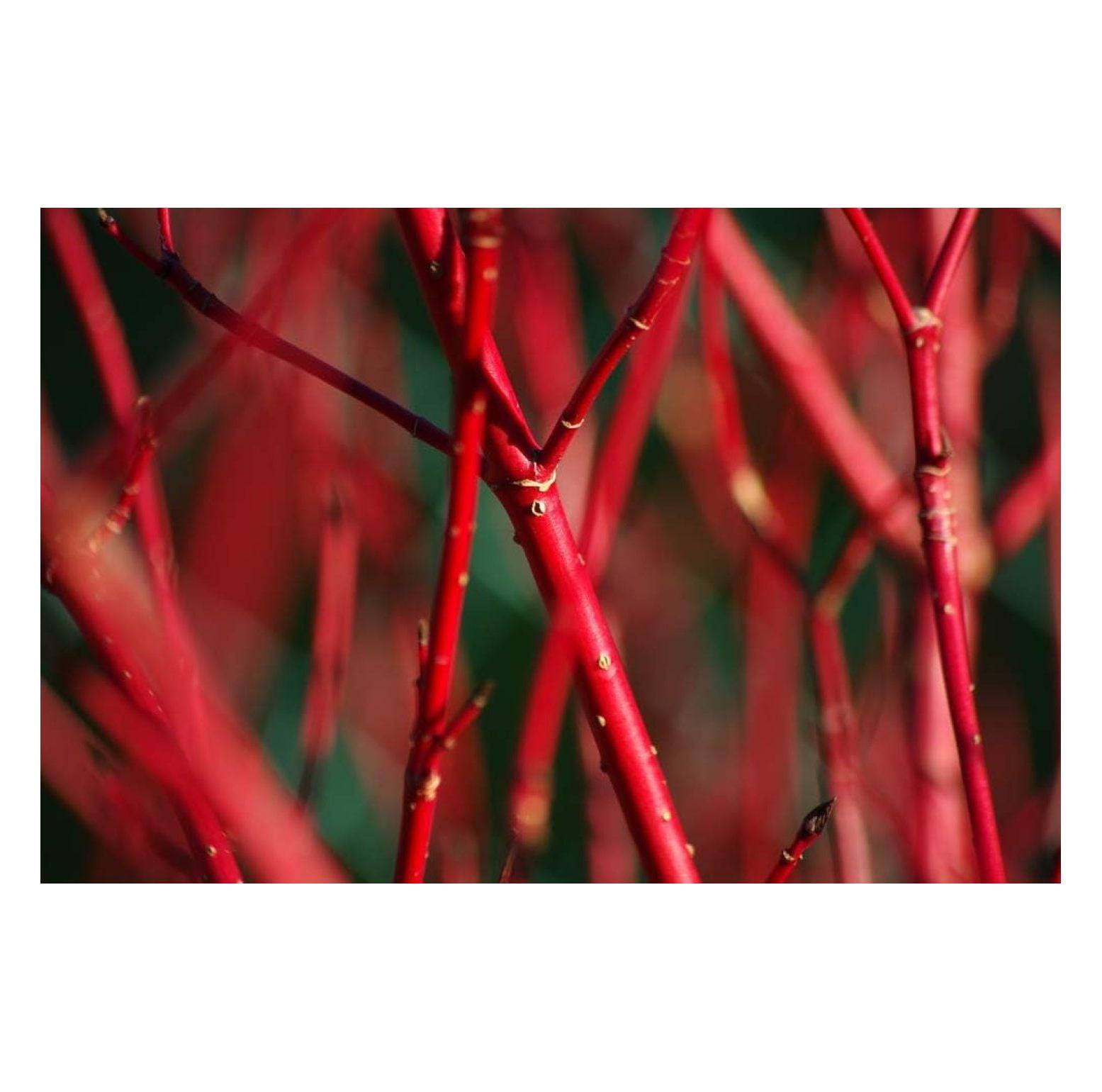 4 Red Dogwood Cuttings to Plant No Roots, Easy to Grow