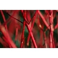 thumbnail image 1 of 4 Red Dogwood Cuttings to Plant - No Roots, Easy to Grow, 1 of 3