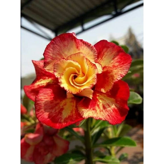4 Red Orange Desert Rose Seeds Adenium Obesum Flower Perennial Seed Flowers 252