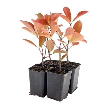 4 Red Tip Photinia – Live Plants in Extra-Deep Nursery Cubes | Photinia x fraseri | Hardy Evergreen Shrubs with Vibrant Red New Growth