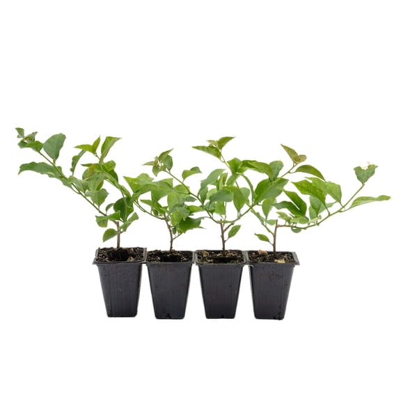 4 Royal Purple Bougainvillea in 3.5" Nursery Cubes | Vibrant Violet Blooming Vine for Patio, Garden & Containers | Ready-to-Plant Live Starter Plants