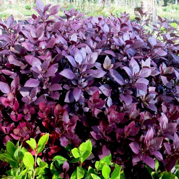 4 Ruby Alternanthera Live Plants, 36 Inch Tall, Ornamental Foliage Plants for Garden Beds and Containers, No Pot