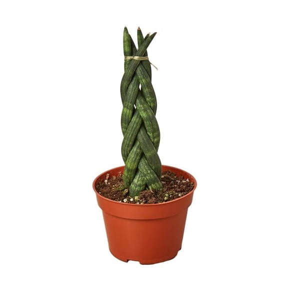 4-SNAKE-BRAID Braided Snake Plant in 4 in. Pot