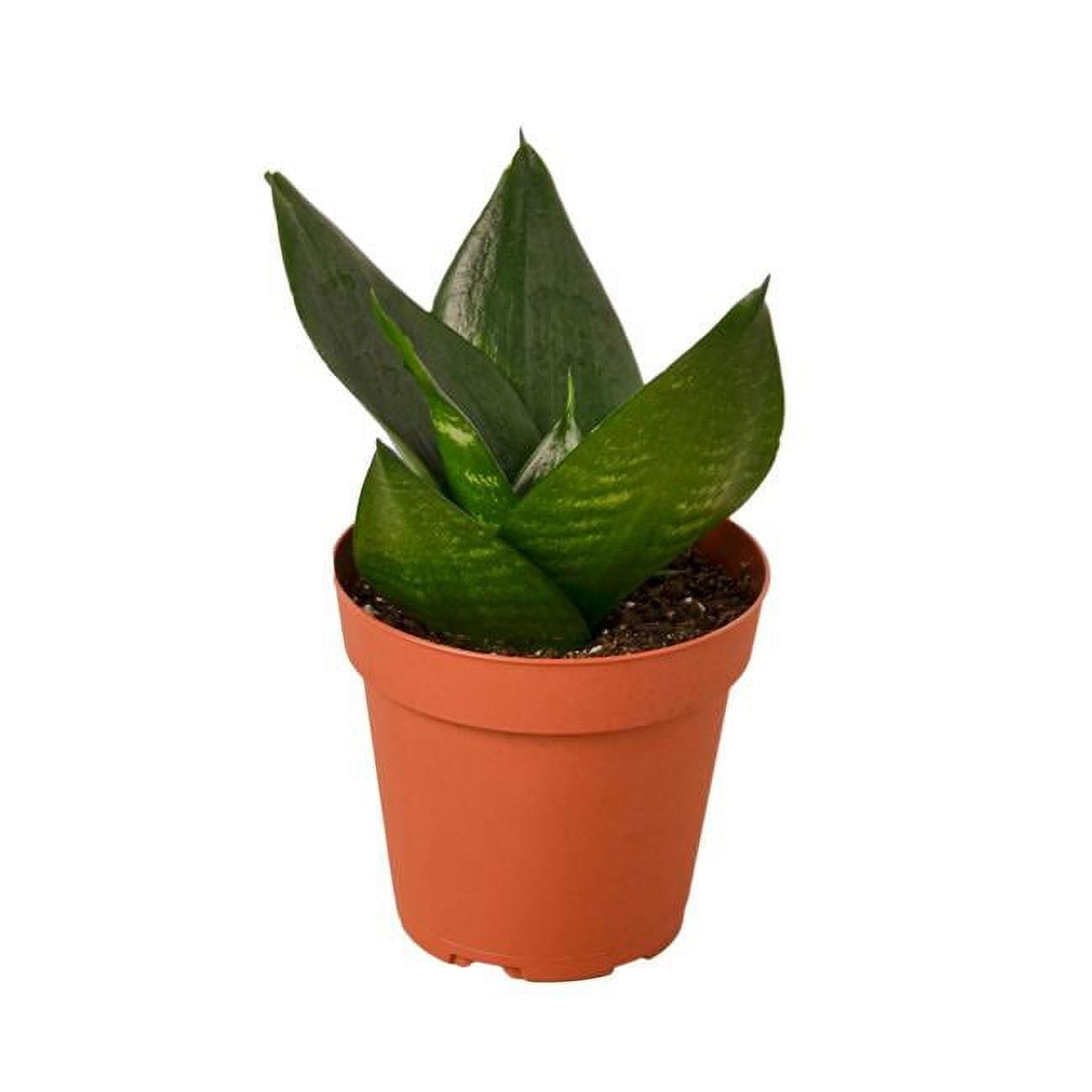 Jade Snake Plant in 4" Terracotta Pot
