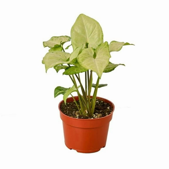 4-SYNGONIUM-WHITE.BUTTERFLY White Butterfly Syngonium Plant in 4 in. Pot