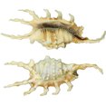 thumbnail image 1 of 4 Scorpion Spider Conch Decorative Craft Shells 3-4" (Set of 4), 1 of 1