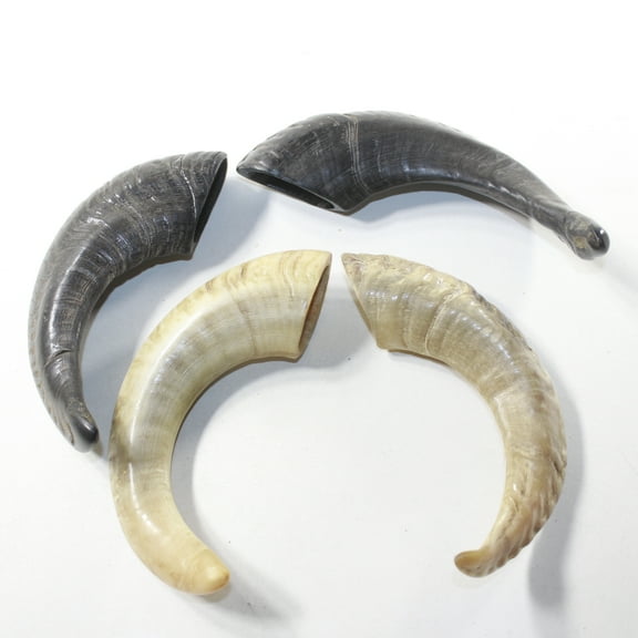 4 Sheep Horns #073-2 Natural Colored Polished Ram Horns