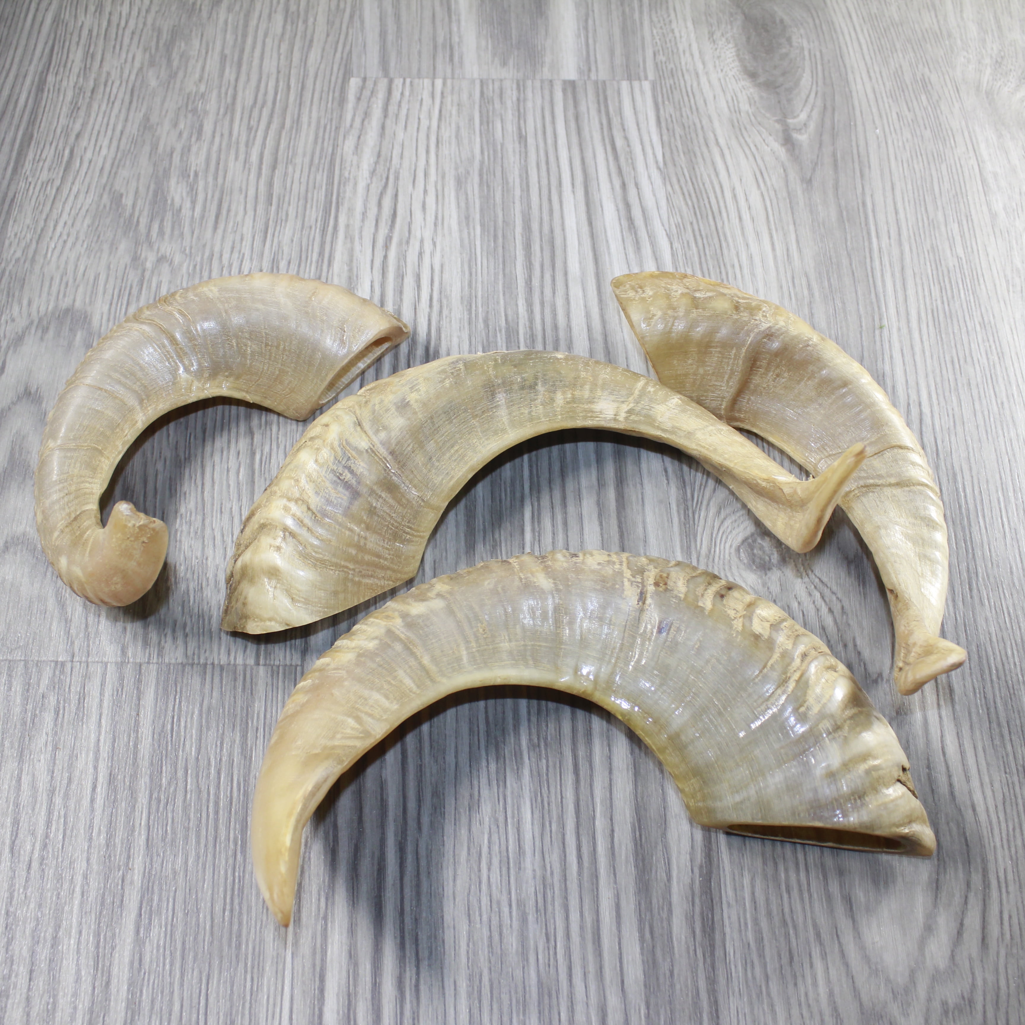 4 Sheep Horns  #4743 Natural Colored Polished Ram Horns