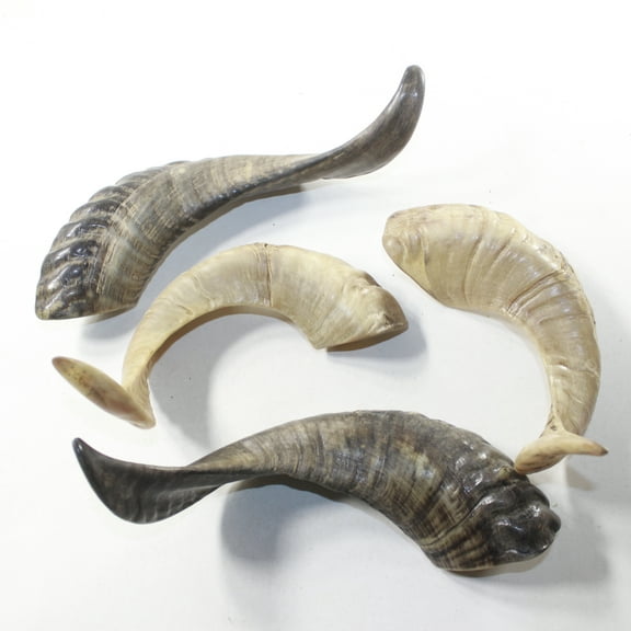 4 Sheep Horns #5941 Natural Colored Polished Ram Horns