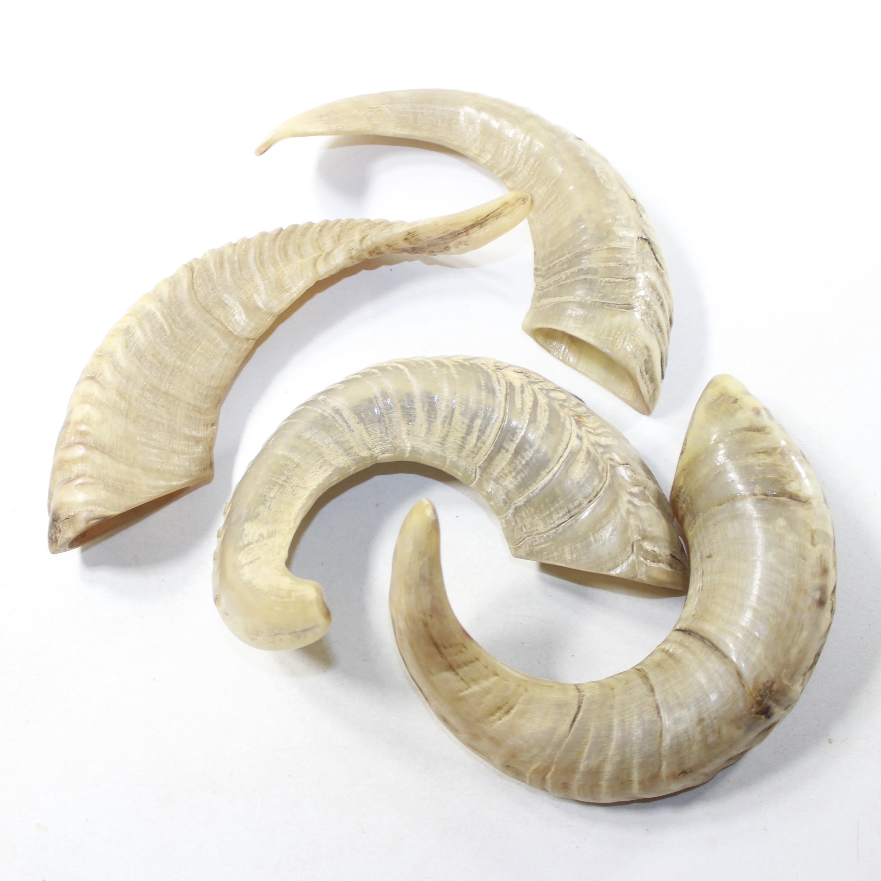 4 Sheep Horns  #7138 Natural Colored Polished Ram Horns