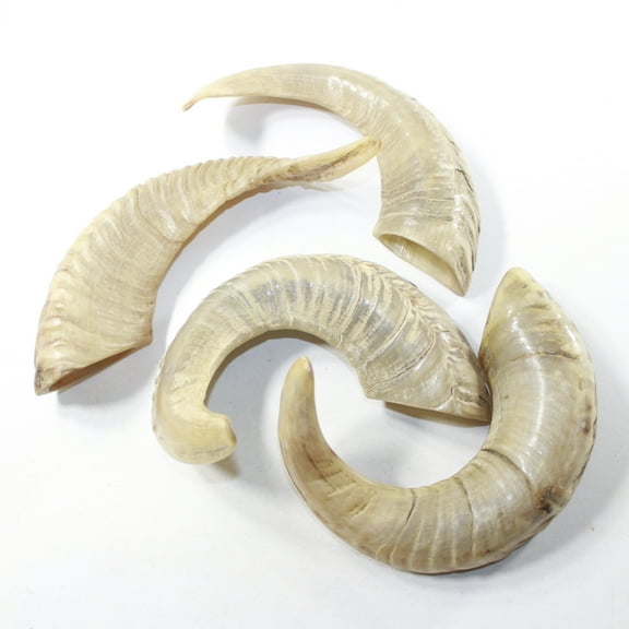 4 Sheep Horns #7138 Natural Colored Polished Ram Horns
