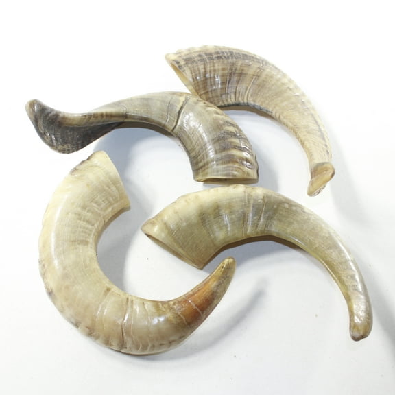 4 Sheep Horns #883-2 Natural Colored Polished Ram Horns