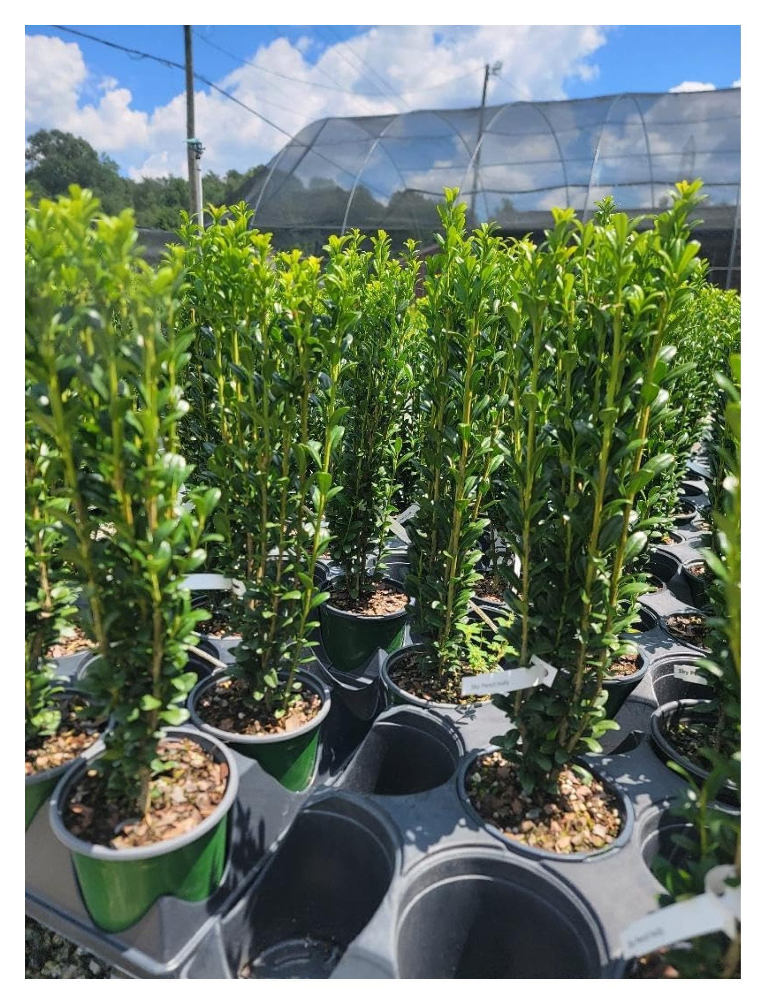 (4) Sky Pencil Japanese Holly Trees Live Plant (1 QT) (4 Live