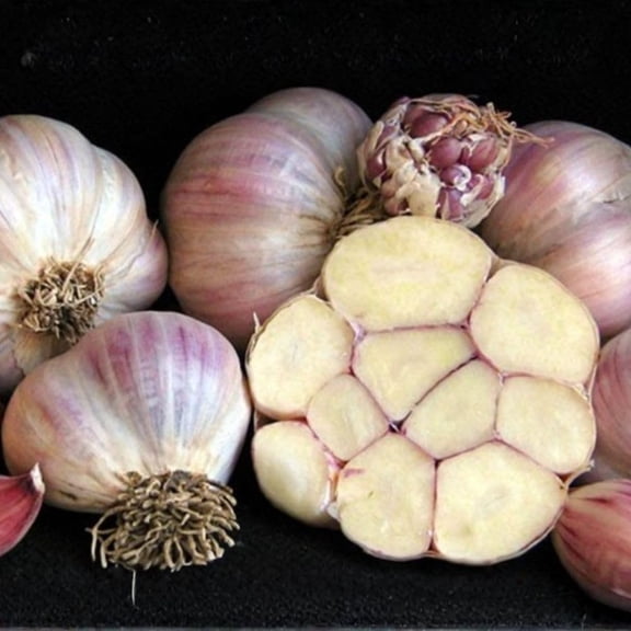 4 Softneck Garlic Bulbs for Planting, Large Seed Garlic, High Yield, Easy to Grow for Fall and Spring Garden