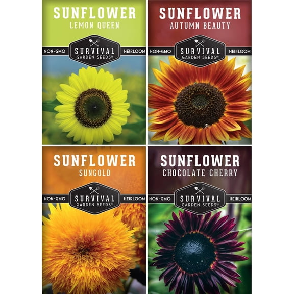 Sunflower Seeds 4 Pack - Autumn Beauty, Chocolate Cherry, Sungold, Lemon Queen - Full Sun Annual Flowers