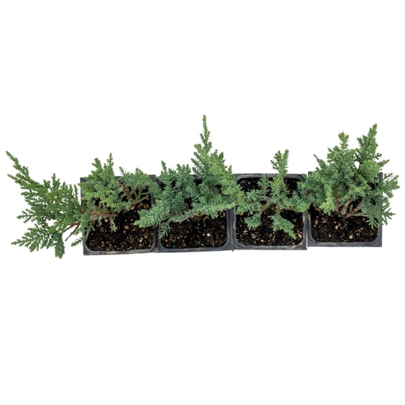 4 Tamarix Juniper Live Plants – Juniperus Sabina ‘Tamariscifolia’ in 3.5” Nursery Cubes, Dense Low-Maintenance Evergreen Shrub for Landscaping & Ground Cover