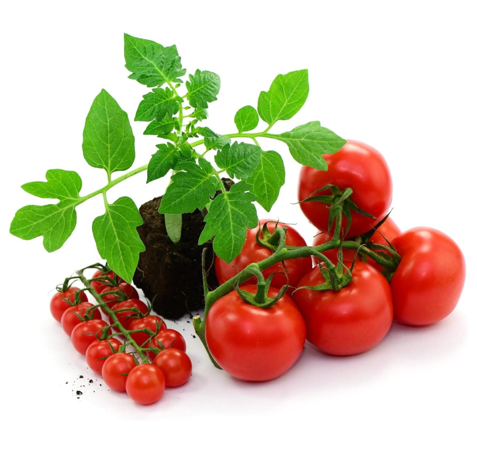 4 Tomato Plants Live for Planting Outdoors, Starter Vegetable Plants