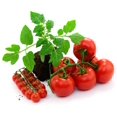 4 Tomato Plants Live for Planting Outdoors, Starter Vegetable Plants