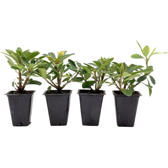 4 Wheeler’s Dwarf Shrubs | Live Plants in 2.5-inch Nursery Cubes | Pittosporum Tobira Variety | Hardy Drought-Tolerant Evergreen | Compact Hedges and Bushes for Home and Garden Landscaping