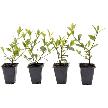 4 White Gardenia Shrubs | Live Plants in 2.5-inch Nursery Cubes | Jasminoides ‘Veitchii’ Variety | Fragrant Long-Lasting Evergreen Foliage | White Floral Shrubs for Home and Garden Landscaping
