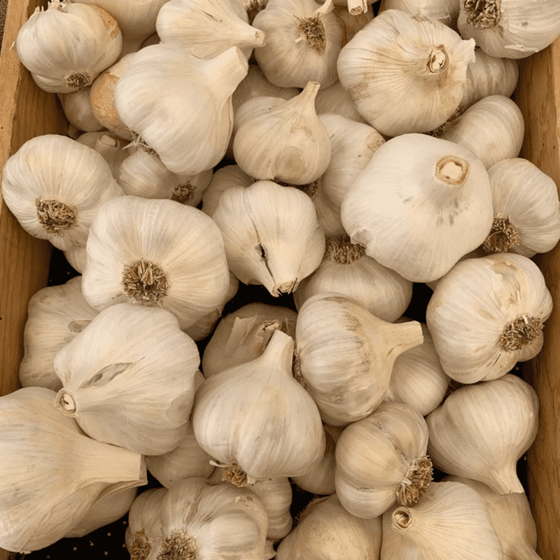 4 White Medium Bulbs Softneck Garlic, Softneck Garlic Bulb, Ideal for Planting Outdoor