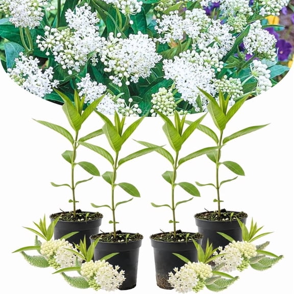 4 White Milkweed Plants Live, Butterfly Milkweed Asclepias Tuberosa, Tropical-Style Blooms for Outdoor Gardens, 4-9" Height, No Pot