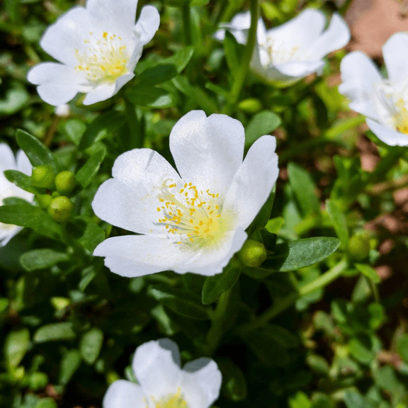 4 White Moss Rose Plants Live, Portulaca Ground Cover Flowers, 4-6 Inch Tall Plants for Garden or Containers