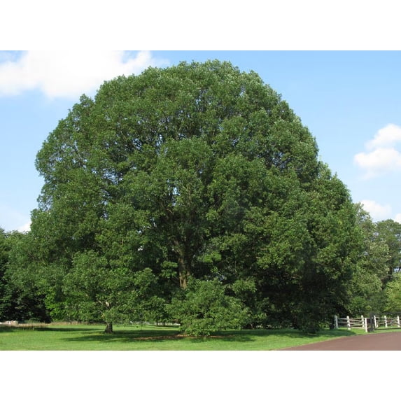 4 White Oak Trees Bareroot 18-30 inches - Walmart.com