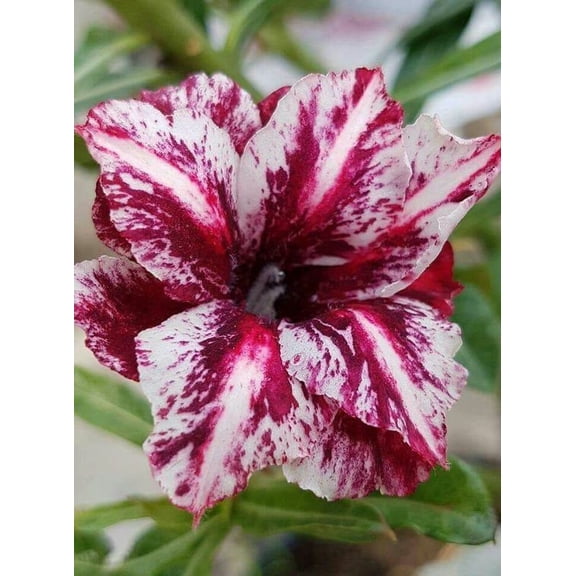 Toadstool Seeds 4 White Purple Desert Rose Seeds, Adenium Obesum Perennial Exotic Flower Bloom
