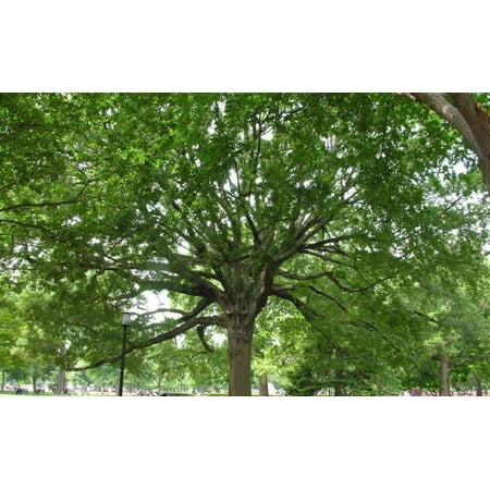 4 Willow Oak Trees Bareroot 18-30 inches