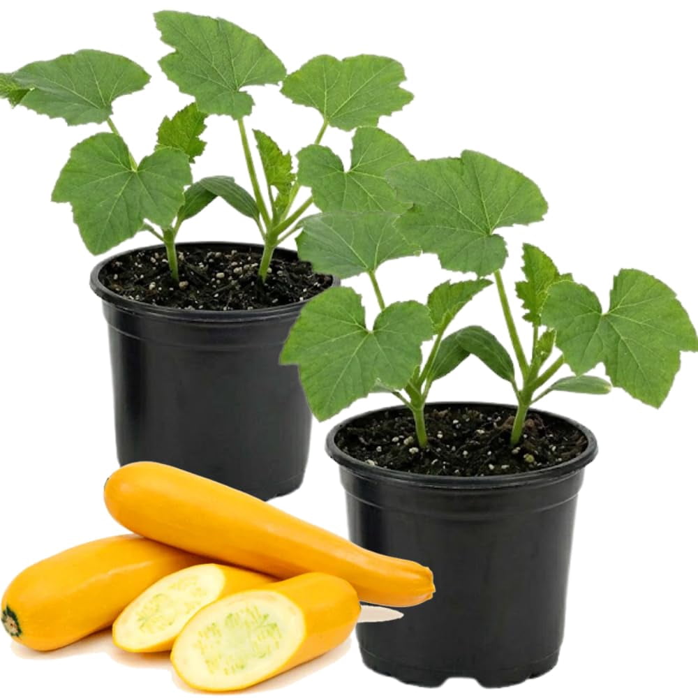 full grown money tree plant Money Tree