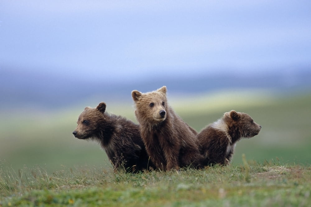 4 Young Brown Bear Cubs Huddled Together On Tundra Katmai National Park Southwest Alaska Summer Canvas Art - Eberhard Brunner Design Pics (34 x 22)