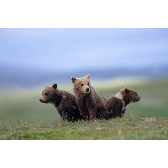 4 Young Brown Bear Cubs Huddled Together On Tundra Katmai National Park Southwest Alaska Summer Poster Print