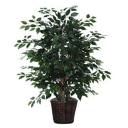 4 ft. Ficus Extra Full