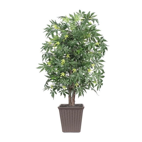 4 ft. Japanese Maple Square Container Tree, Brown
