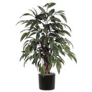 4 ft. Mango Bush - Green