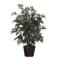 thumbnail image 1 of 4 ft. Ming Aralia Bush, 1 of 1