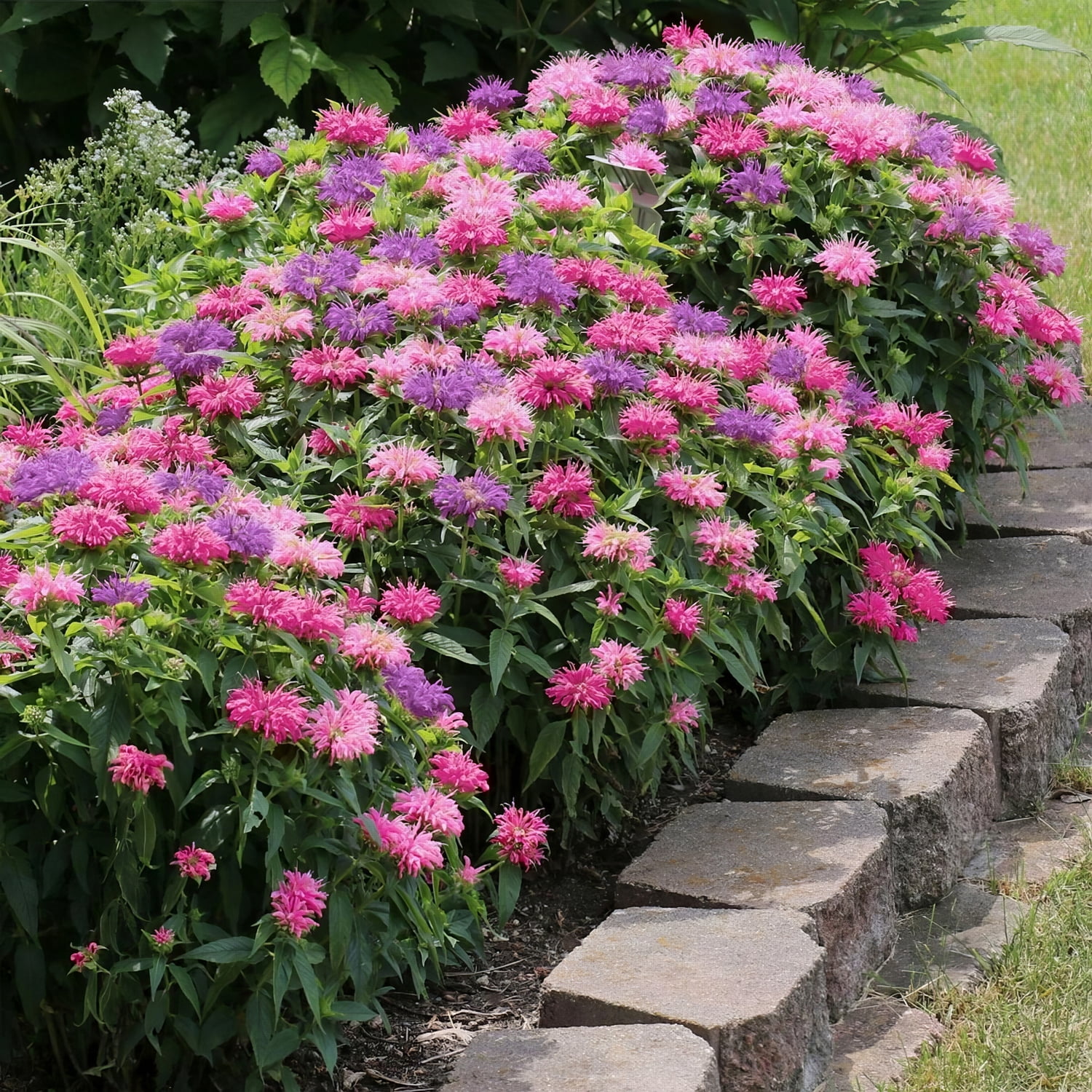 4 in. 3-N-1 Balmy Bergamot Plant (3-Pack)