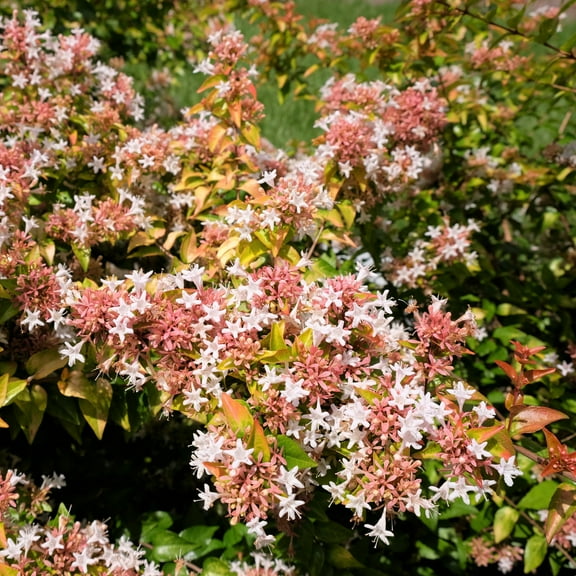 4 in. Abelia Peach Perfection Live Shrub with Pink Flowers (3-Pack)