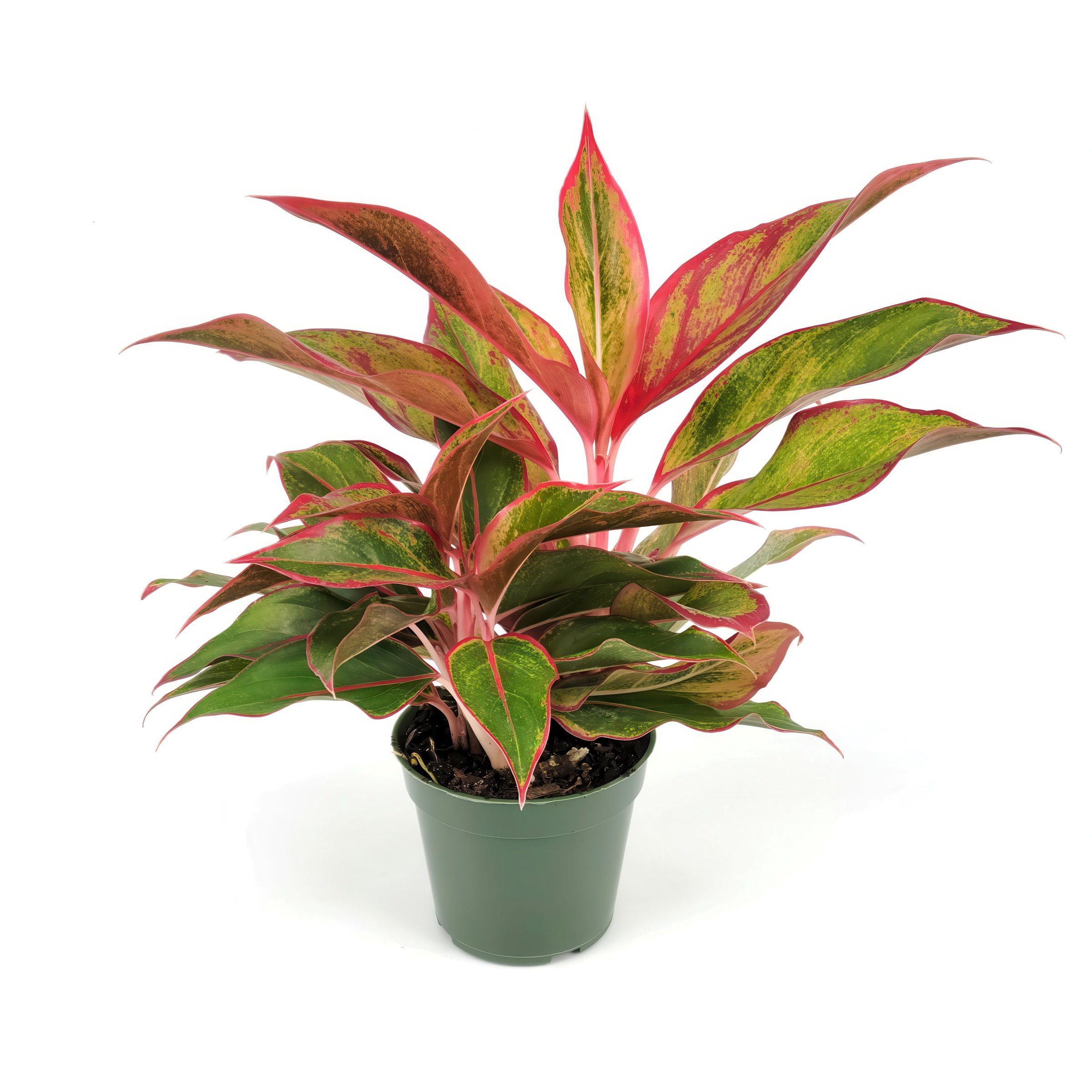 4 in. Aglaonema Aurora Siam Plant in Grower Container (3-Pack)