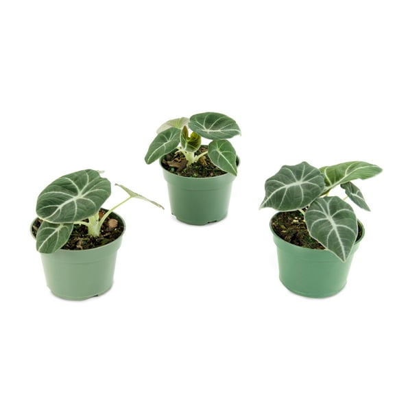 4 in Alocasia Black Velvet Live Houseplant with Indirect sunlight - 3 Piece