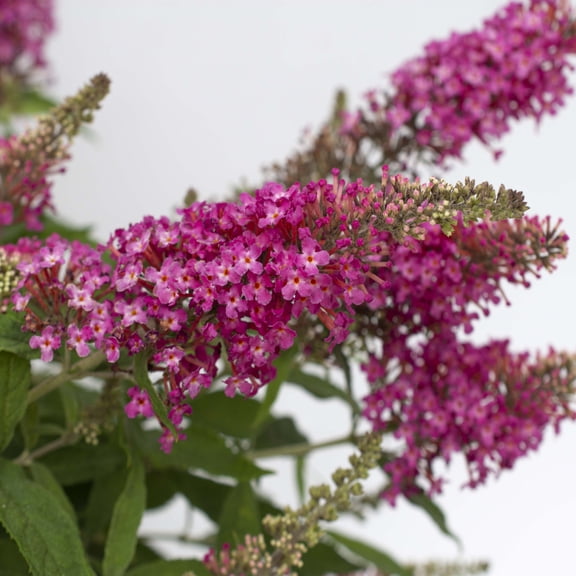 4 in. Buddleia Dapper Pink Live Shrub with Pink Flowers (3-Pack)