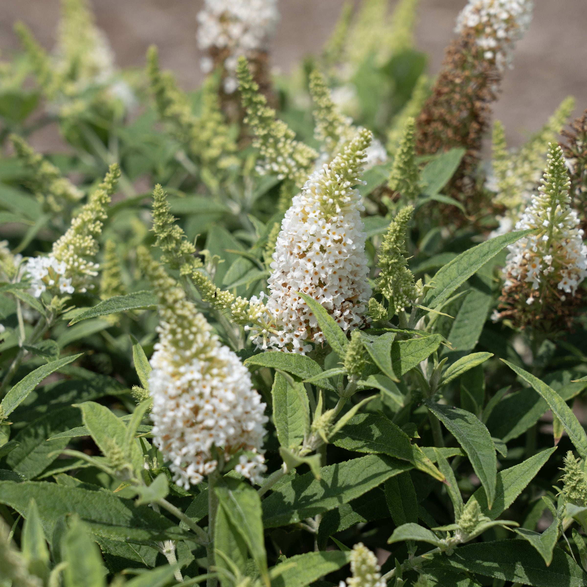 4 in. Buddleia Dapper White Live Shrub with White Flowers (3-Pack)