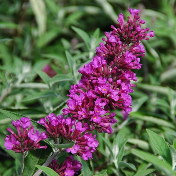 4 in. Buddleia Tutti Fruiti Live Shrub with Multicolor Flowers (3-Pack)