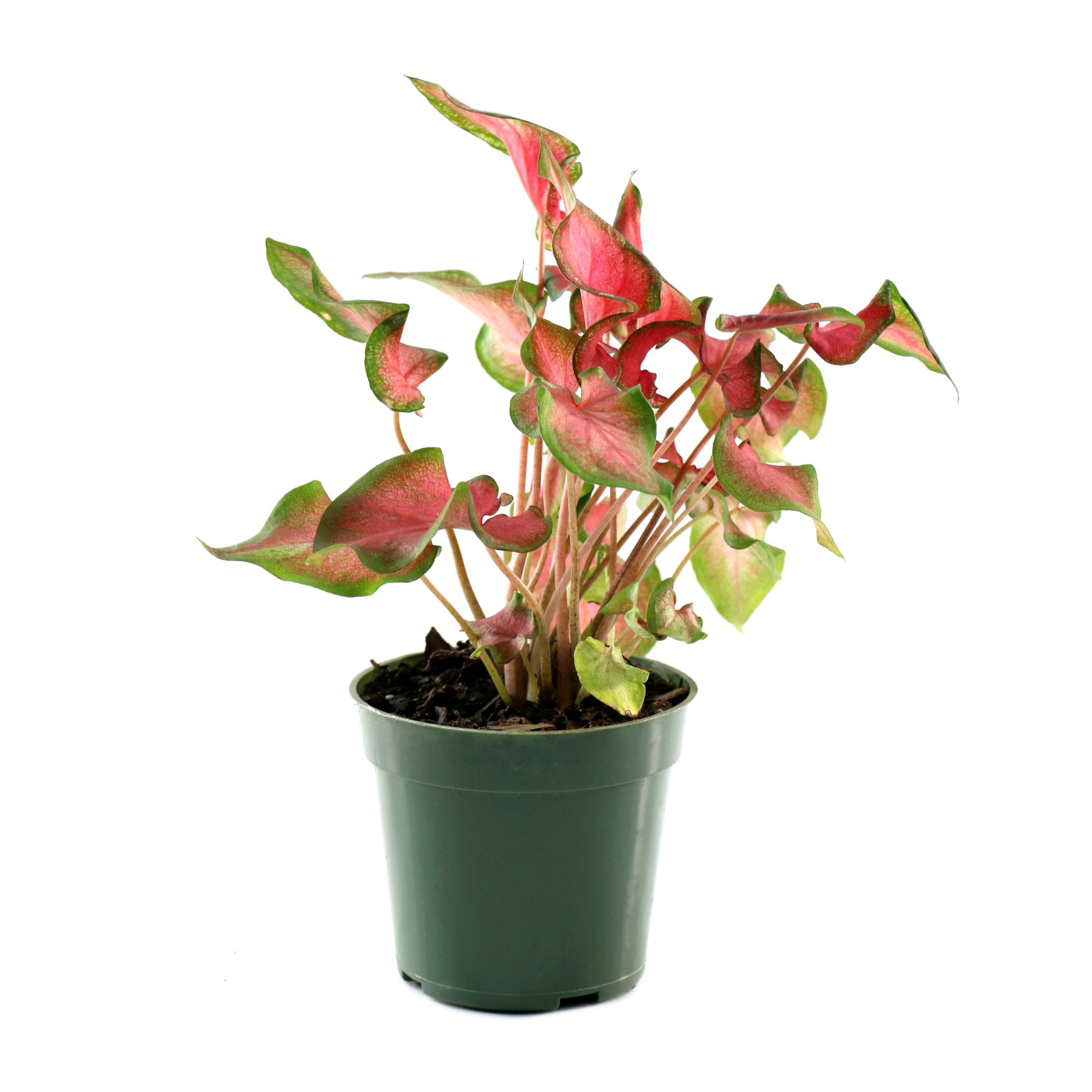 4 in. Caladium Fairytale Princess Plant in Grower Container (3-Pack)