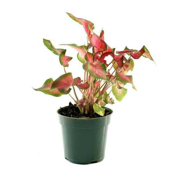 4 in. Caladium Fairytale Princess Plant in Grower Container (3-Pack)