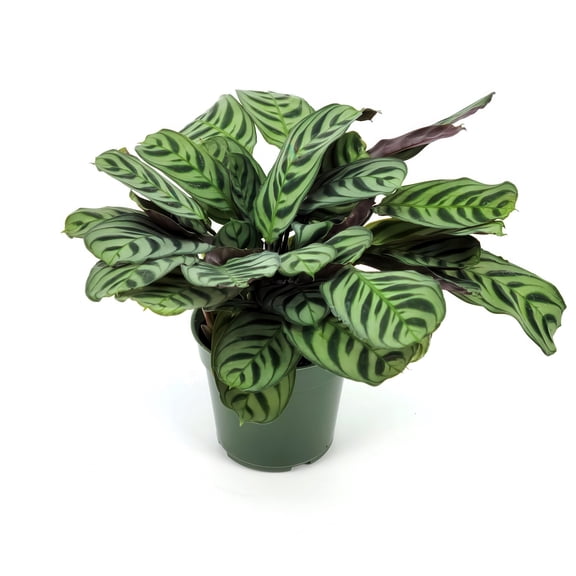 4 in. Calathea Burle Marx Plant in Grower Container (3-Pack)