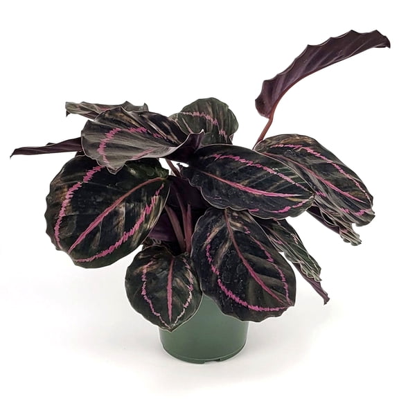 4 in. Calathea Dottie Plant in Grower Container (3-Pack)