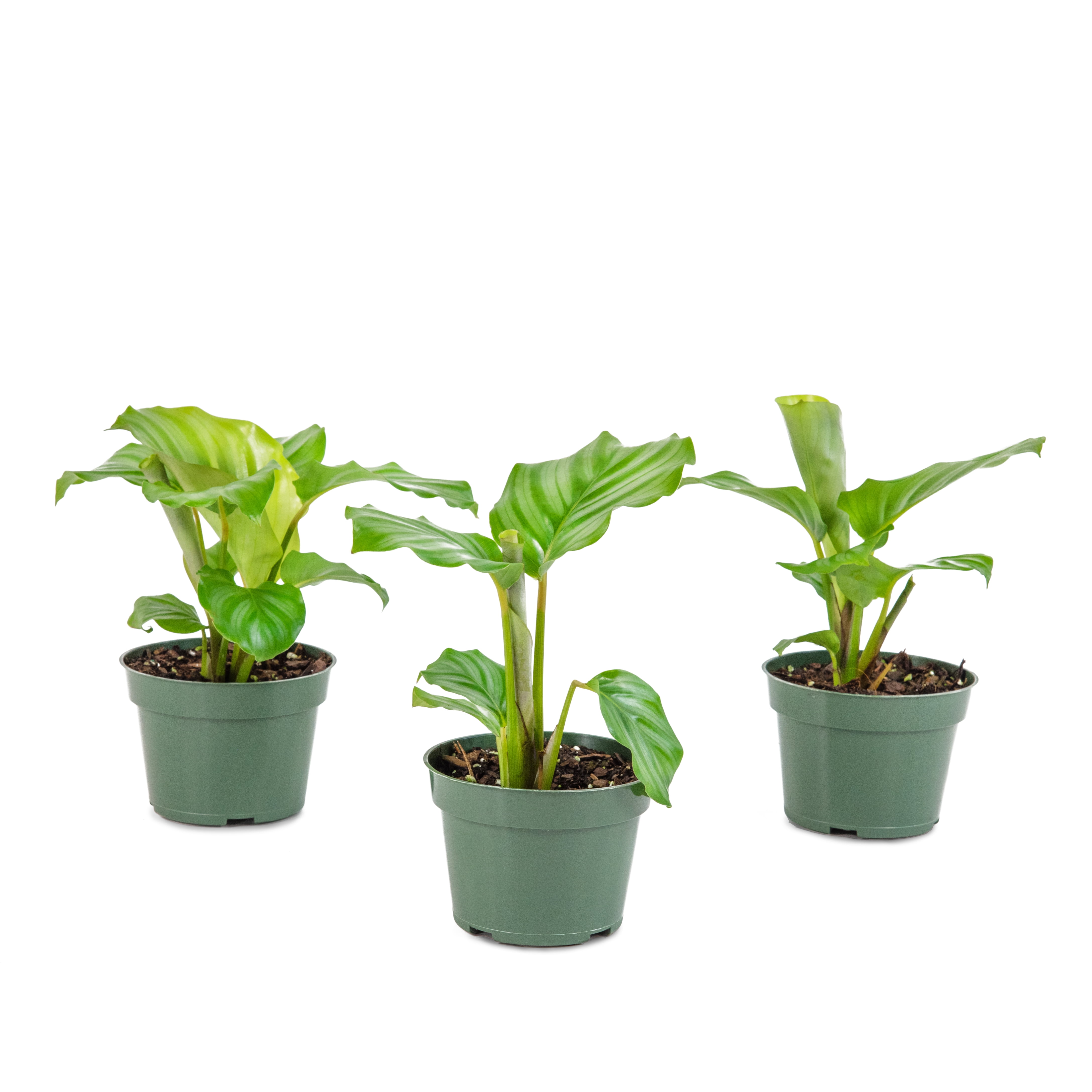4 in Calathea Ornata Live Houseplant Set with Green Leaves
