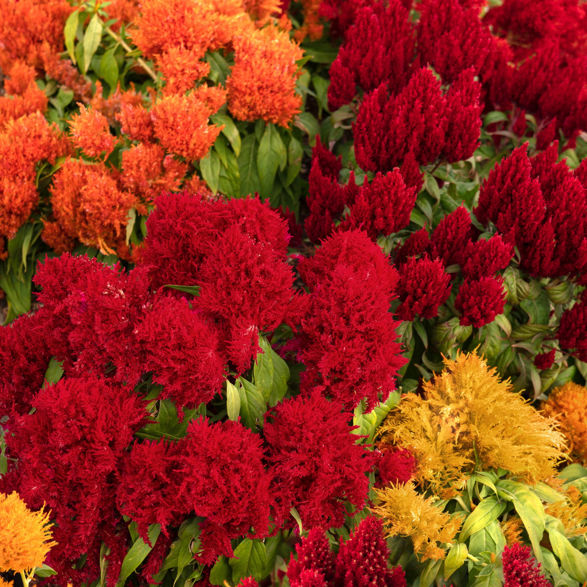 4 in. Celosia Uptown Funk Celosia Mix Live Annual Plant with Multicolor Flowers (3-Pack)